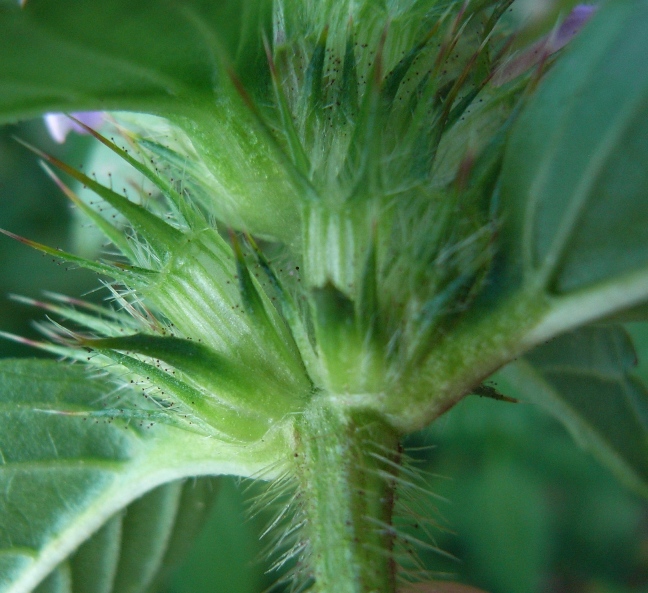 Galeopsis tetrahit / Canapetta comune